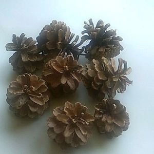 Pine Cones for decor or crafts